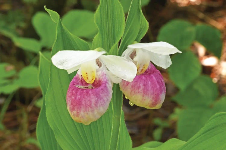 Pair Of Lady Slippers by Brian Wolf canvas print
