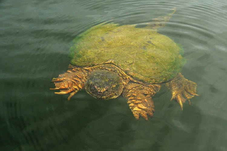 Snapping Turtle Visit by Brian Wolf canvas print