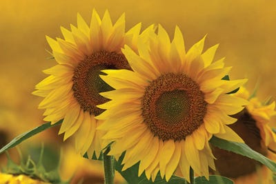 Sunflowers In Wisconsin by Brian Wolf art print