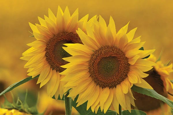 Brian Wolf: Sunflowers In Wisconsin by Brian Wolf
