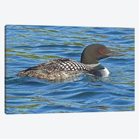 Common Loon Canvas Print #BWF94} by Brian Wolf Canvas Print