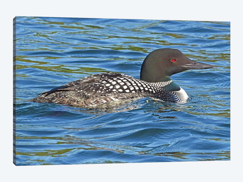 Common Loon by Brian Wolf 1-piece Art Print