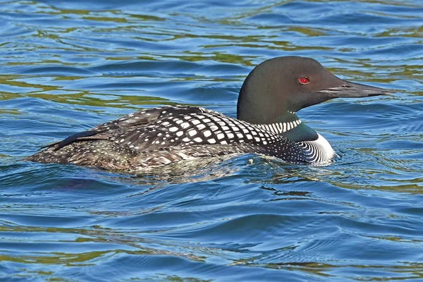 Common Loon