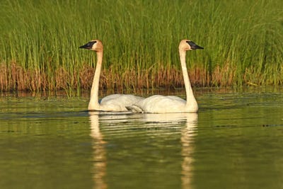 Trumpeter Swan Reflectiions by Brian Wolf art print