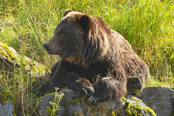 Grizzly Bears: Relaxed Grizzly by Brian Wolf