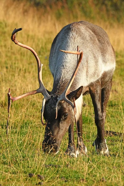 Brian Wolf: Shedding Velvet - Caribou by Brian Wolf