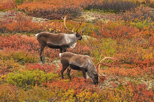 Moose: Caribou On Tundra by Brian Wolf
