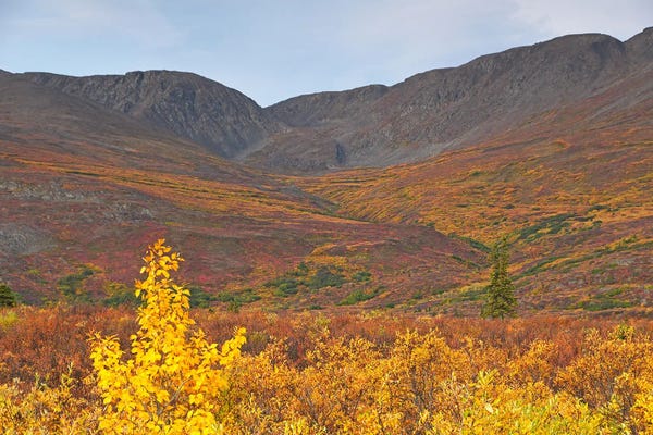 Brian Wolf: Fall On Denali Highway - Alaska by Brian Wolf