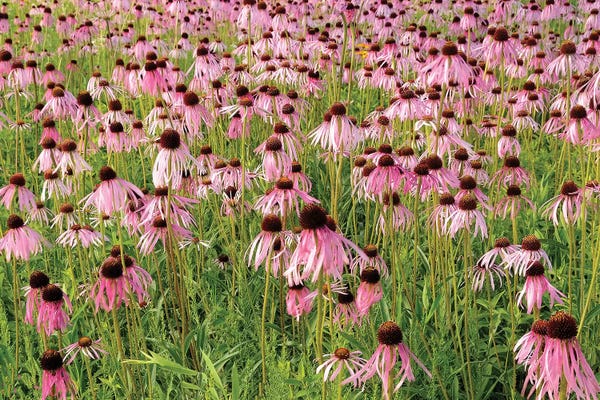 Brian Wolf: Coneflower Bouquet by Brian Wolf