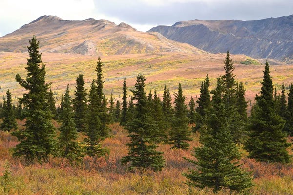 Brian Wolf: Denali National Park Landscape by Brian Wolf