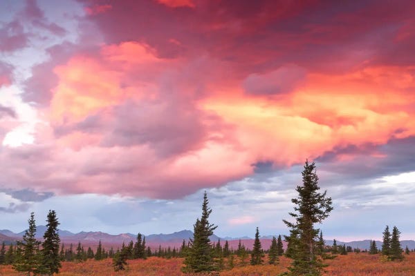 Brian Wolf: Denali Sunrise - Denali National Park by Brian Wolf