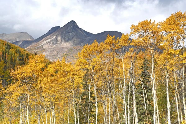 Brian Wolf: Fall On Glenn Highway - Alaska by Brian Wolf