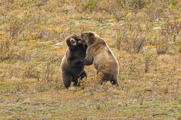 Brian Wolf: Fighting Yearling Grizzlies by Brian Wolf