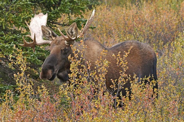 Brian Wolf: Bull Moose - Denali National Park by Brian Wolf