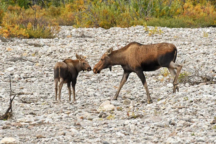 Moose Cow And Calf - Denali National Park by Brian Wolf canvas print