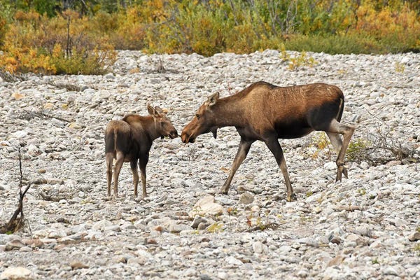 Brian Wolf: Moose Cow And Calf - Denali National Park by Brian Wolf