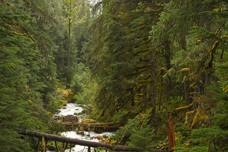 Rain Forest - Girdwood Alaskas by Brian Wolf canvas print