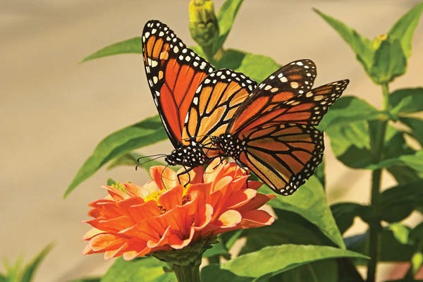 Brian Wolf: Monarch Butterflies On Flower by Brian Wolf