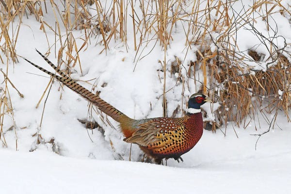 Brian Wolf: Ring-Necked Pheasant In Snow by Brian Wolf