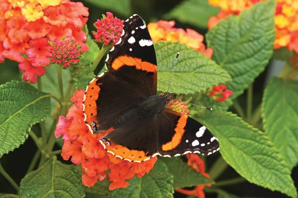 Brian Wolf: Red Admiral Butterfly On Flower by Brian Wolf
