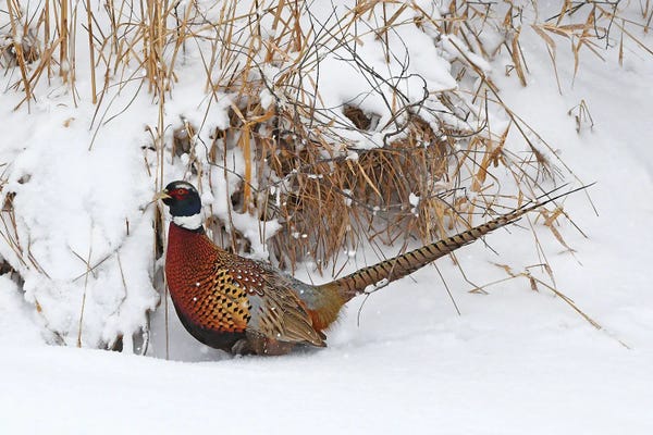 Brian Wolf: Ring-Necked Pheasant On Snowy Day by Brian Wolf