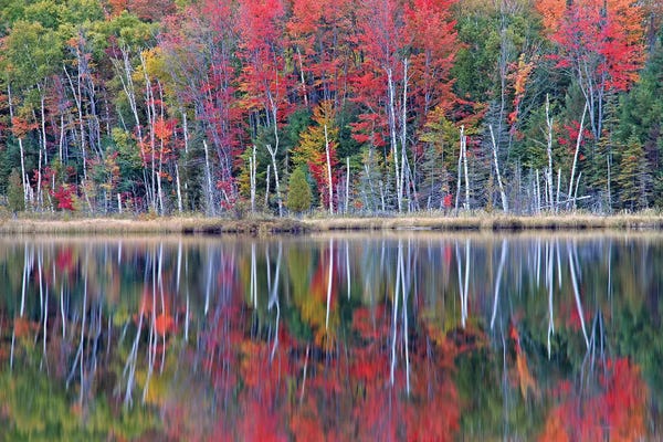 Washington: Council Lake Reflections by Brian Wolf