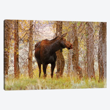 Cow Moose Canvas Print #BWF99} by Brian Wolf Canvas Wall Art