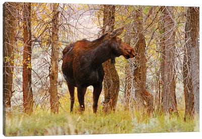 Cow Moose Canvas Art Print - Brian Wolf