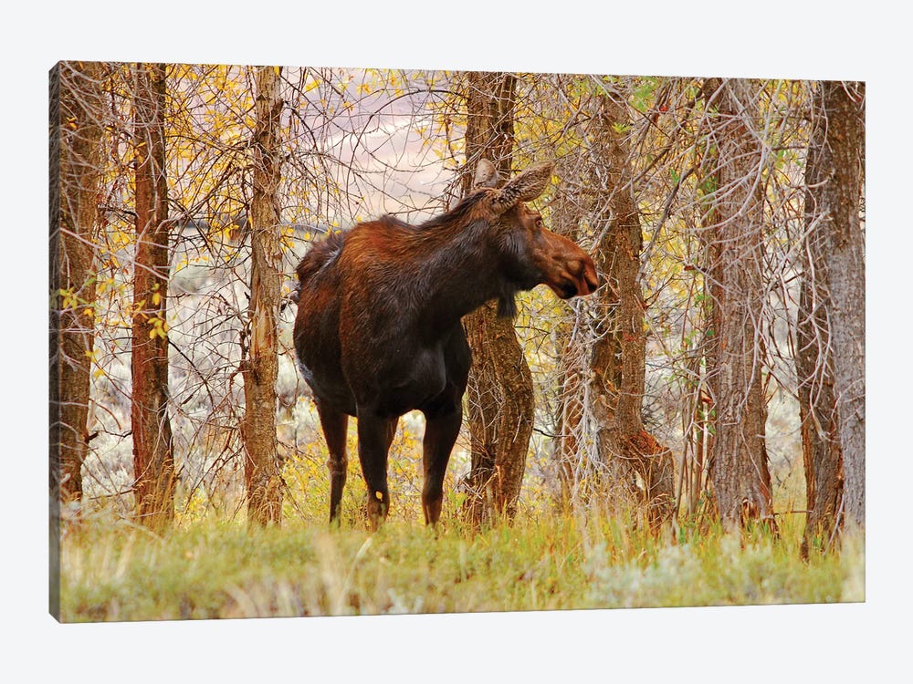Cow Moose by Brian Wolf 1-piece Canvas Artwork