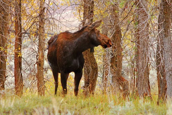 Brian Wolf: Cow Moose by Brian Wolf