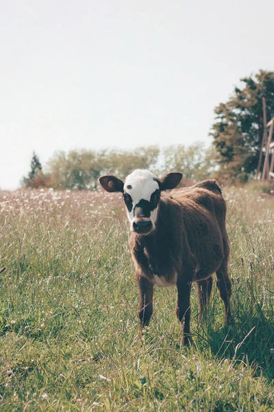 Lima by Krista Broadway metal wall art