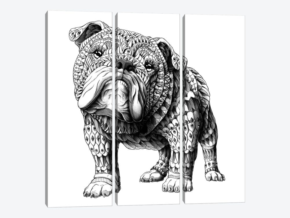 English Bulldog by Bioworkz 3-piece Canvas Art Print