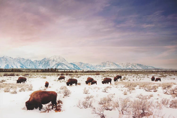 Herds of The Tetons