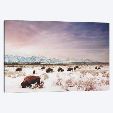 Herds of The Tetons Canvas Print #BYX3} by Annie Bailey Art Canvas Wall Art