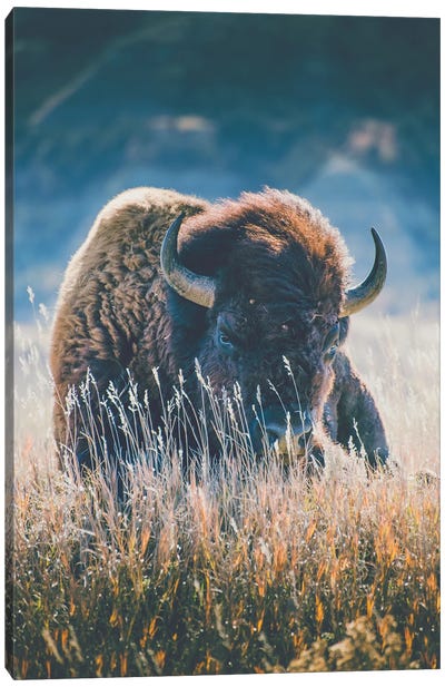 Quiet Season Canvas Art Print - Bison & Buffalo Art