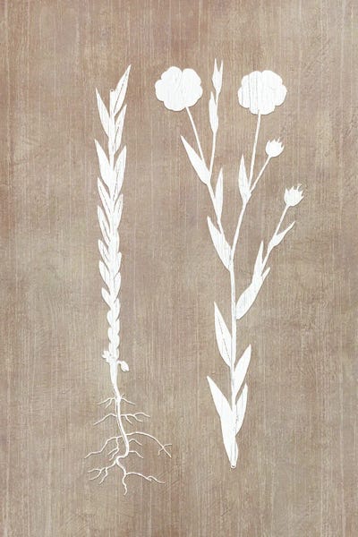 Herbs: Botany Beauty III by CAD Designs