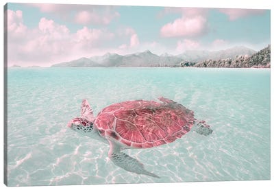 Sun Bathing Canvas Art Print - Turtle Art