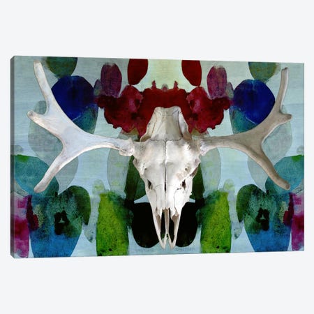 Moose Skull #3 Canvas Print #CAN18F} by Unknown Artist Canvas Artwork