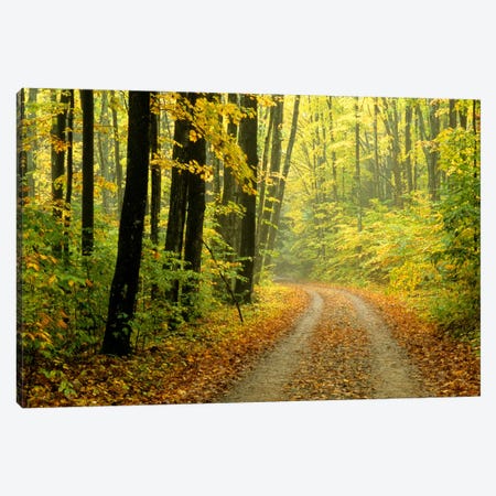 Autumn Forest Landscape, Michigan, USA Canvas Print #CAR1} by Mark Carlson Canvas Print