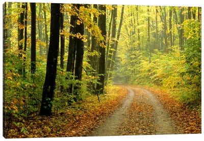 Autumn Forest Landscape, Michigan, USA Canvas Art Print - Trail, Path & Road Art