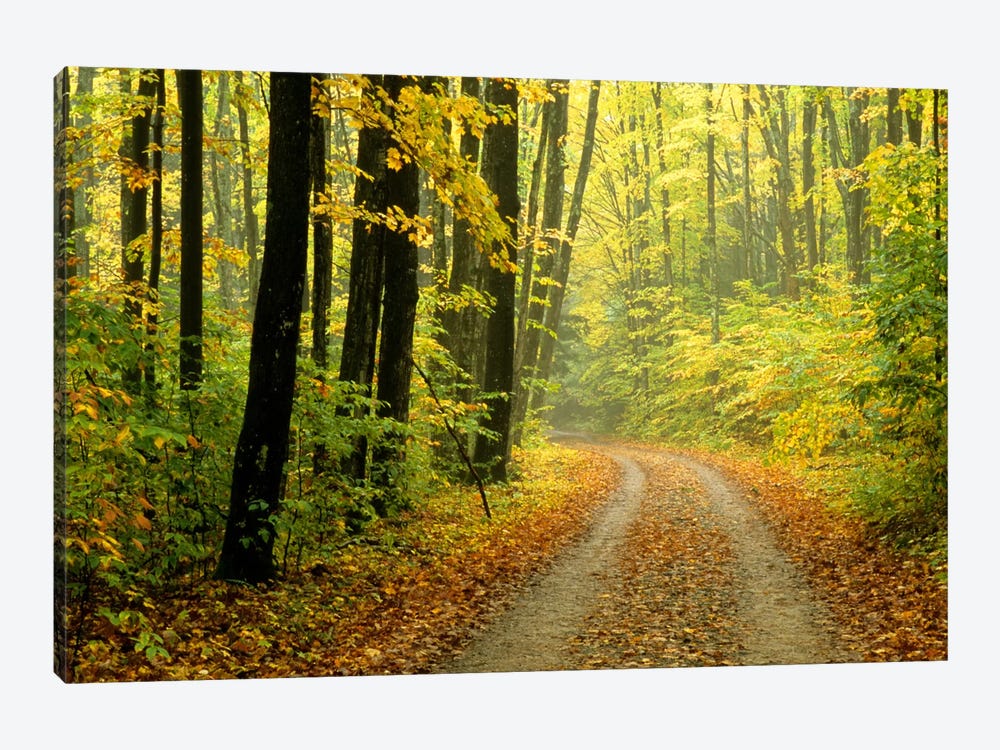 Autumn Forest Landscape, Michigan, USA by Mark Carlson 1-piece Canvas Print