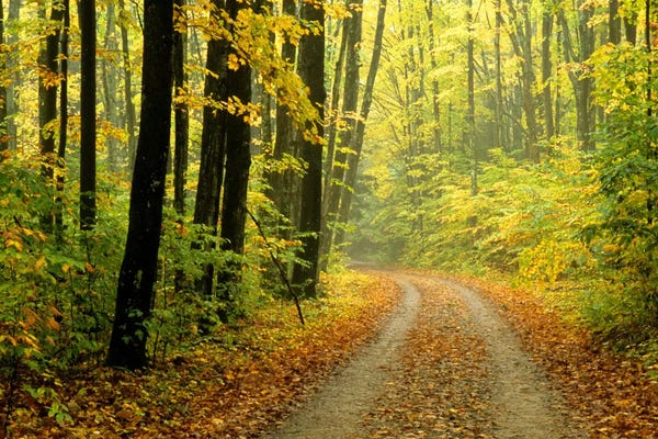 Maple Trees: Autumn Forest Landscape, Michigan, USA by Mark Carlson