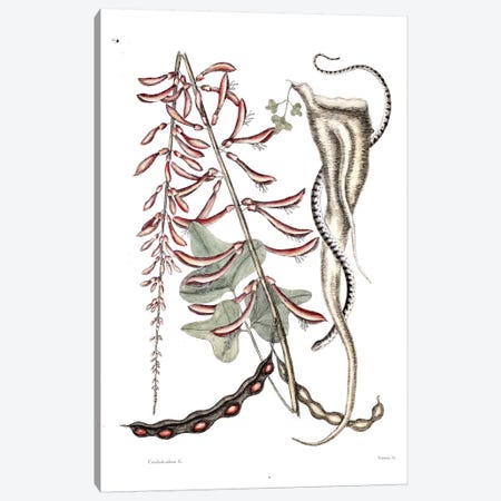 Little Brown Bead Snake & Erithryna Herbacea (Cardinal Spear) Canvas Print #CAT100} by Mark Catesby Canvas Artwork