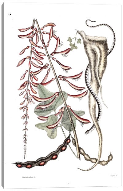 Little Brown Bead Snake & Erithryna Herbacea (Cardinal Spear) Canvas Art Print - Reptile & Amphibian Art