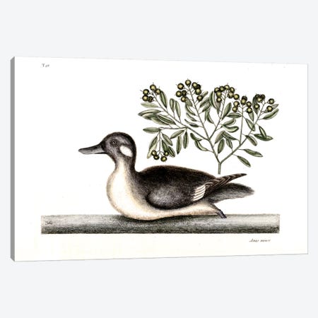 Little Brown Duck & Soap-Wood Canvas Print #CAT101} by Mark Catesby Canvas Wall Art