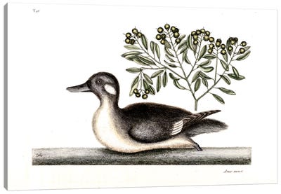 Little Brown Duck & Soap-Wood Canvas Art Print - New York Botanical Garden