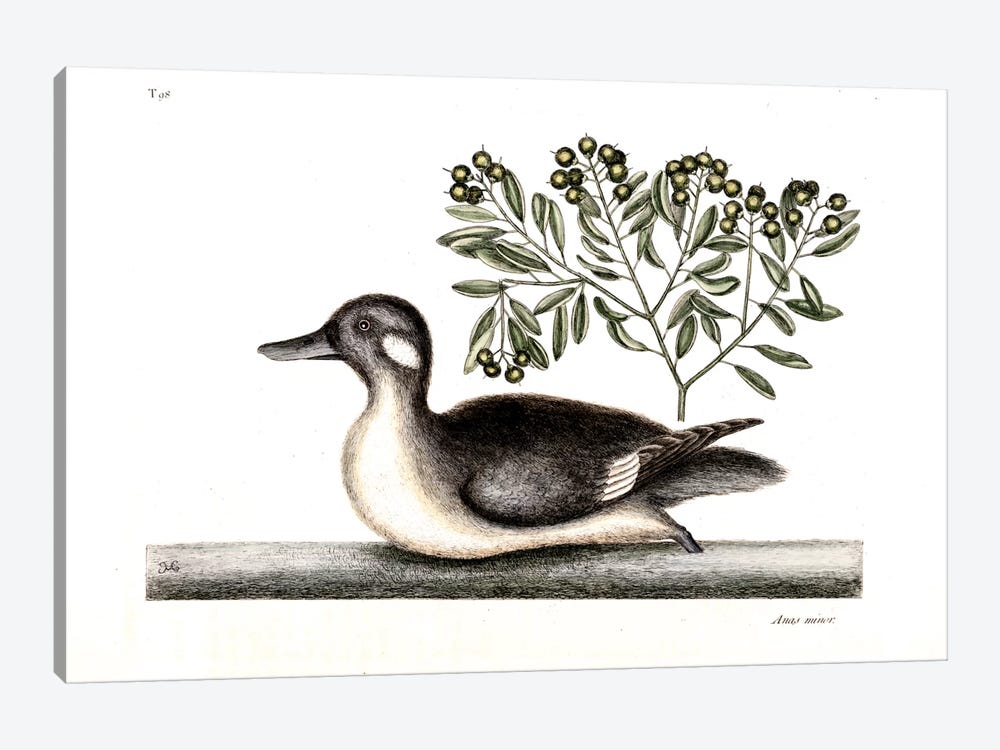 Little Brown Duck & Soap-Wood by Mark Catesby 1-piece Canvas Art Print