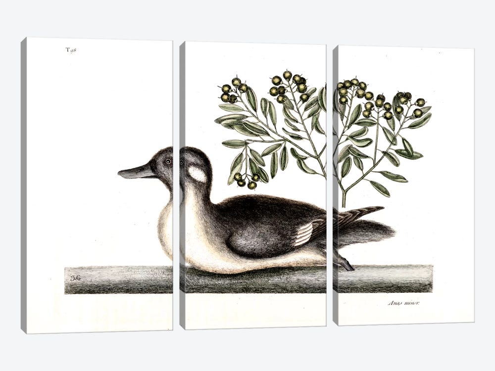 Little Brown Duck & Soap-Wood by Mark Catesby 3-piece Canvas Art Print