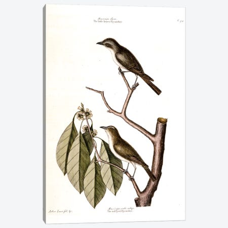 Little Brown Flycatcher, Red-Eyed Flycatcher & Hopea Tinetoria Canvas Print #CAT102} by Mark Catesby Canvas Artwork