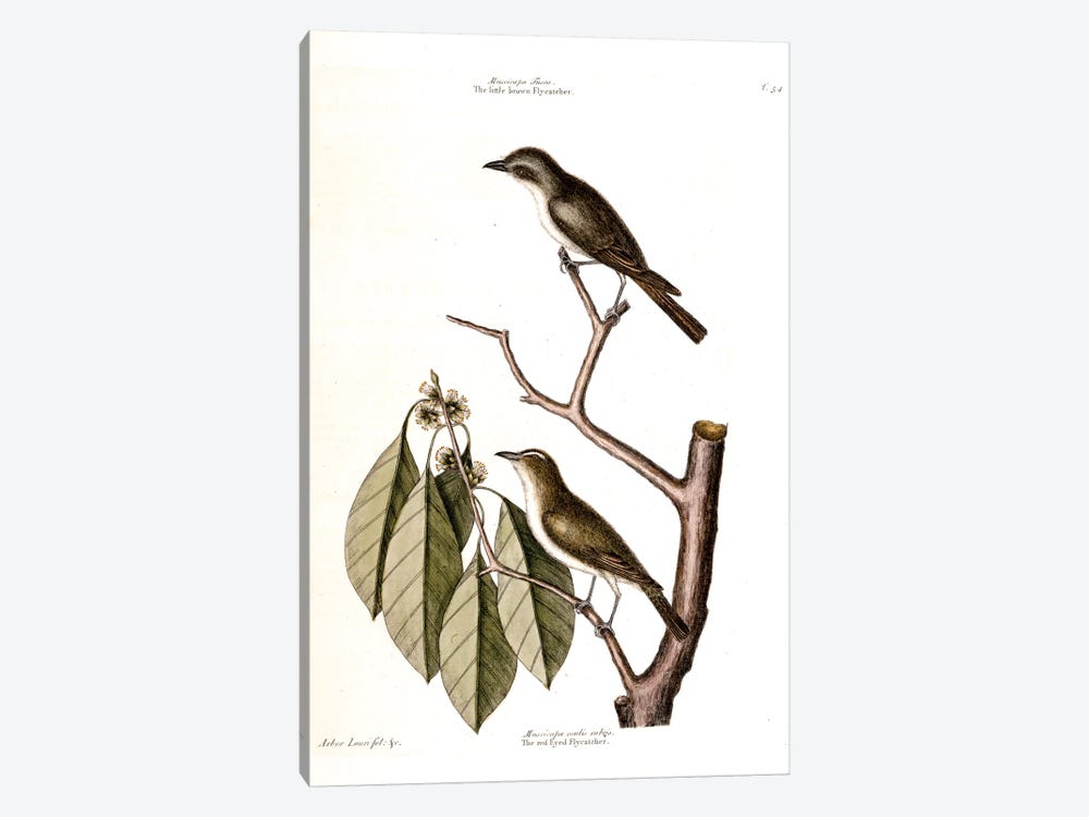 Little Brown Flycatcher, Red-Eyed Flycatcher & Hopea Tinetoria by Mark Catesby 1-piece Canvas Wall Art
